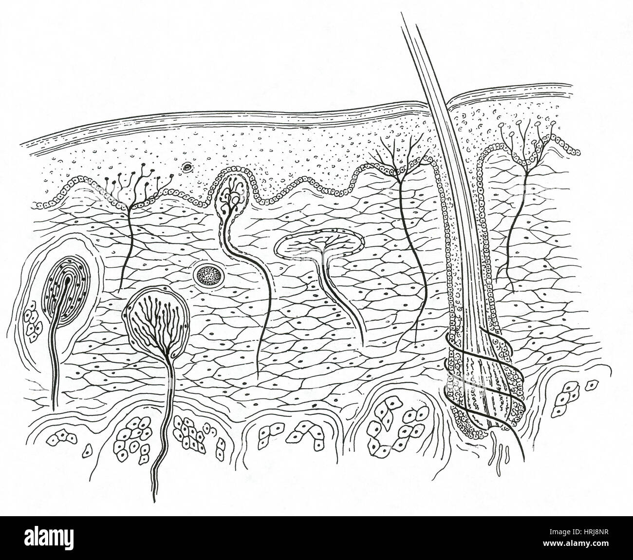 Anatomia della pelle Foto Stock