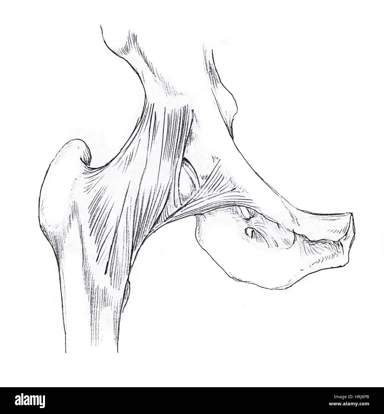 Anatomia dell'anca Foto Stock