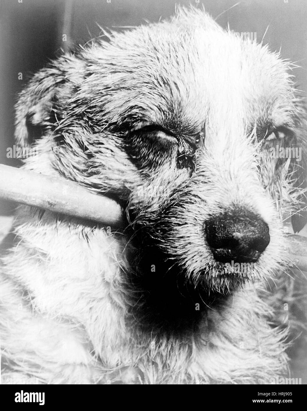 Canine durante Late-Stage paralitico rabbia, 1963 Foto Stock