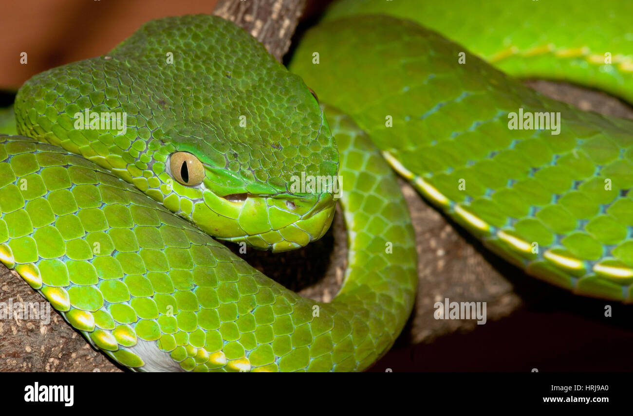 Close-up ritratto di velenosa vipera verde Foto Stock