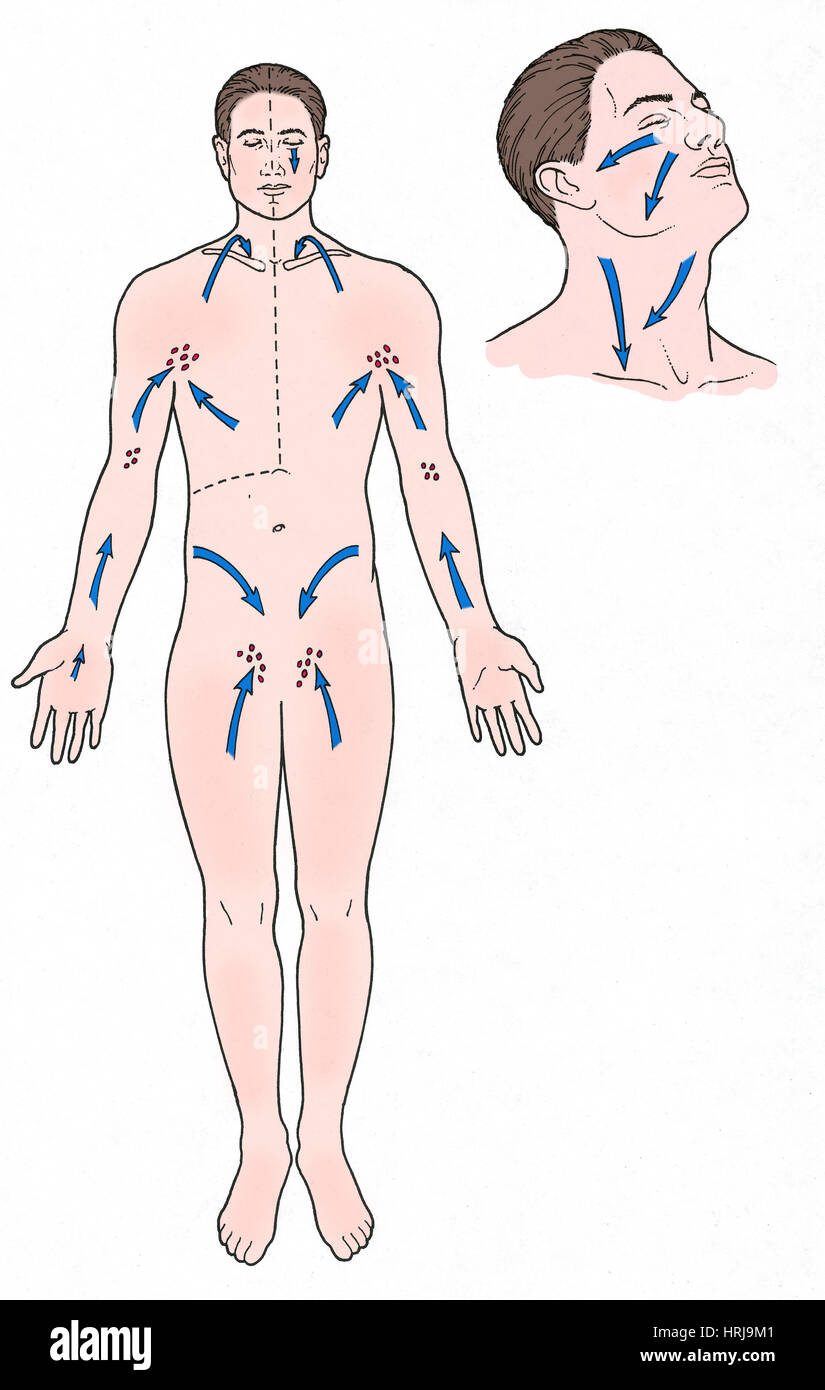 Direzione del flusso della linfa Foto Stock