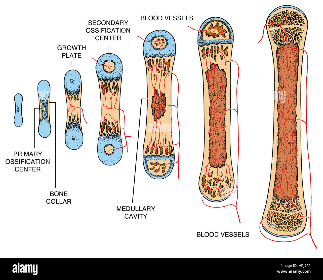 Crescita dell'osso Foto Stock