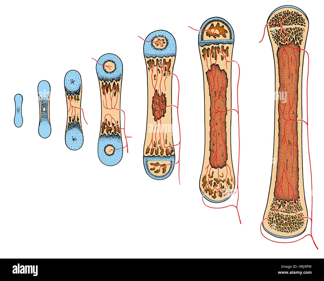 Crescita dell'osso Foto Stock