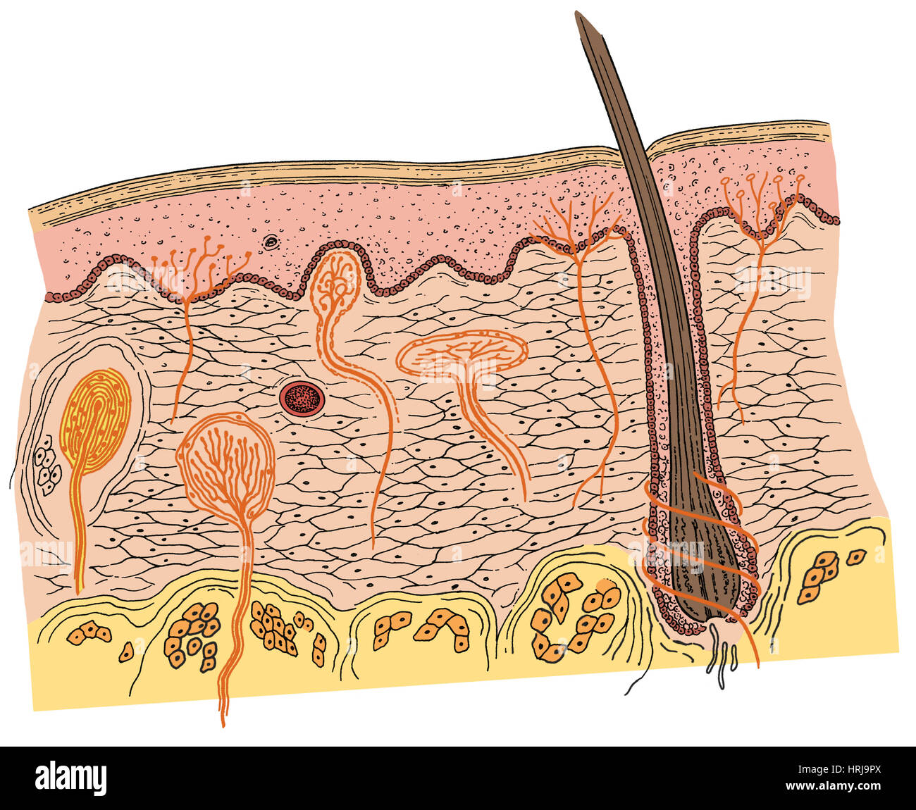 Anatomia della pelle Foto Stock