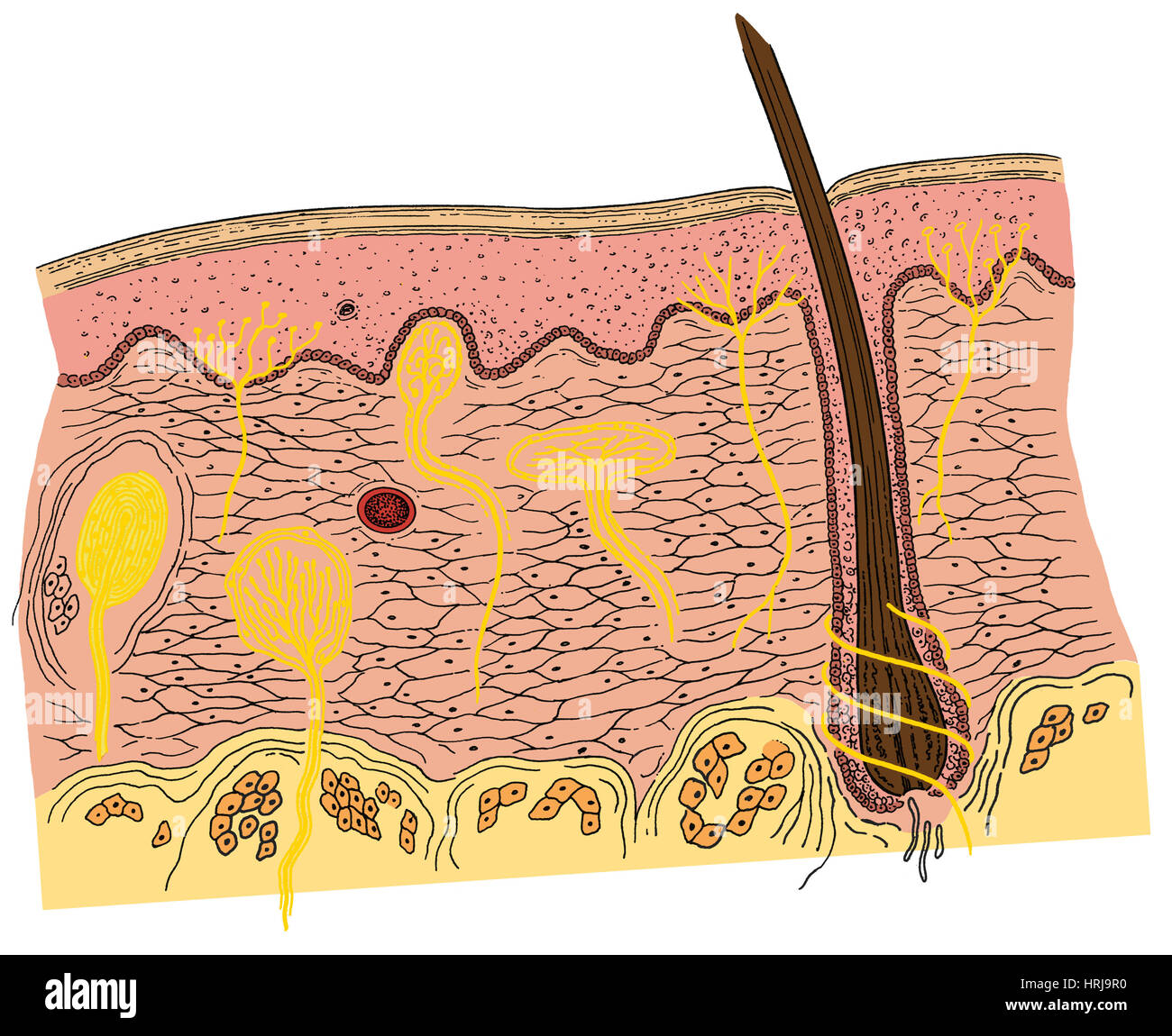 Anatomia della pelle Foto Stock