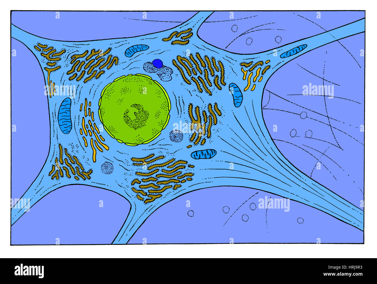 Delle cellule nervose Foto Stock