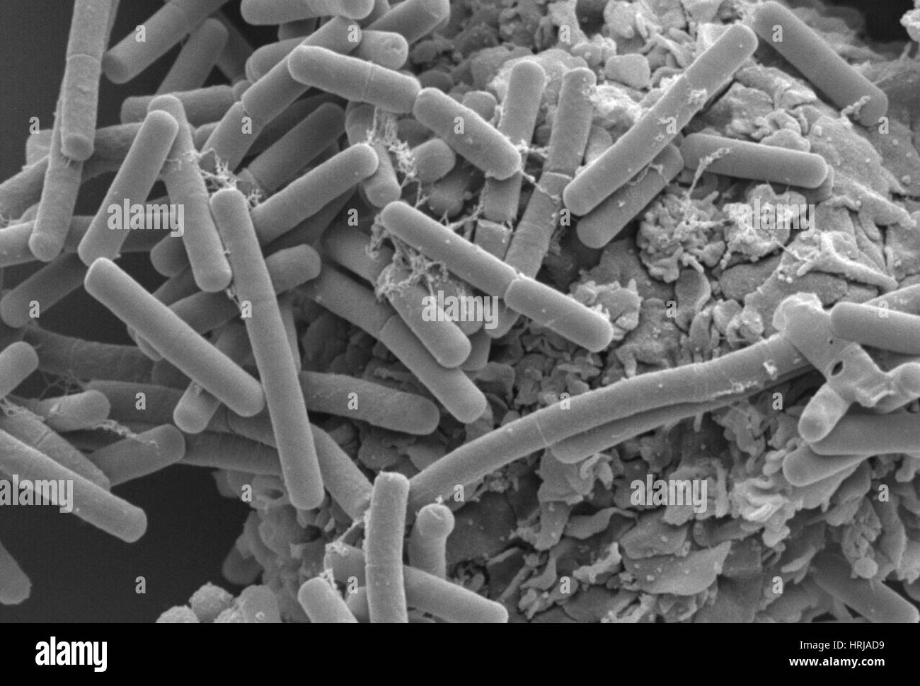 E. coli e macrofago, SEM Foto Stock