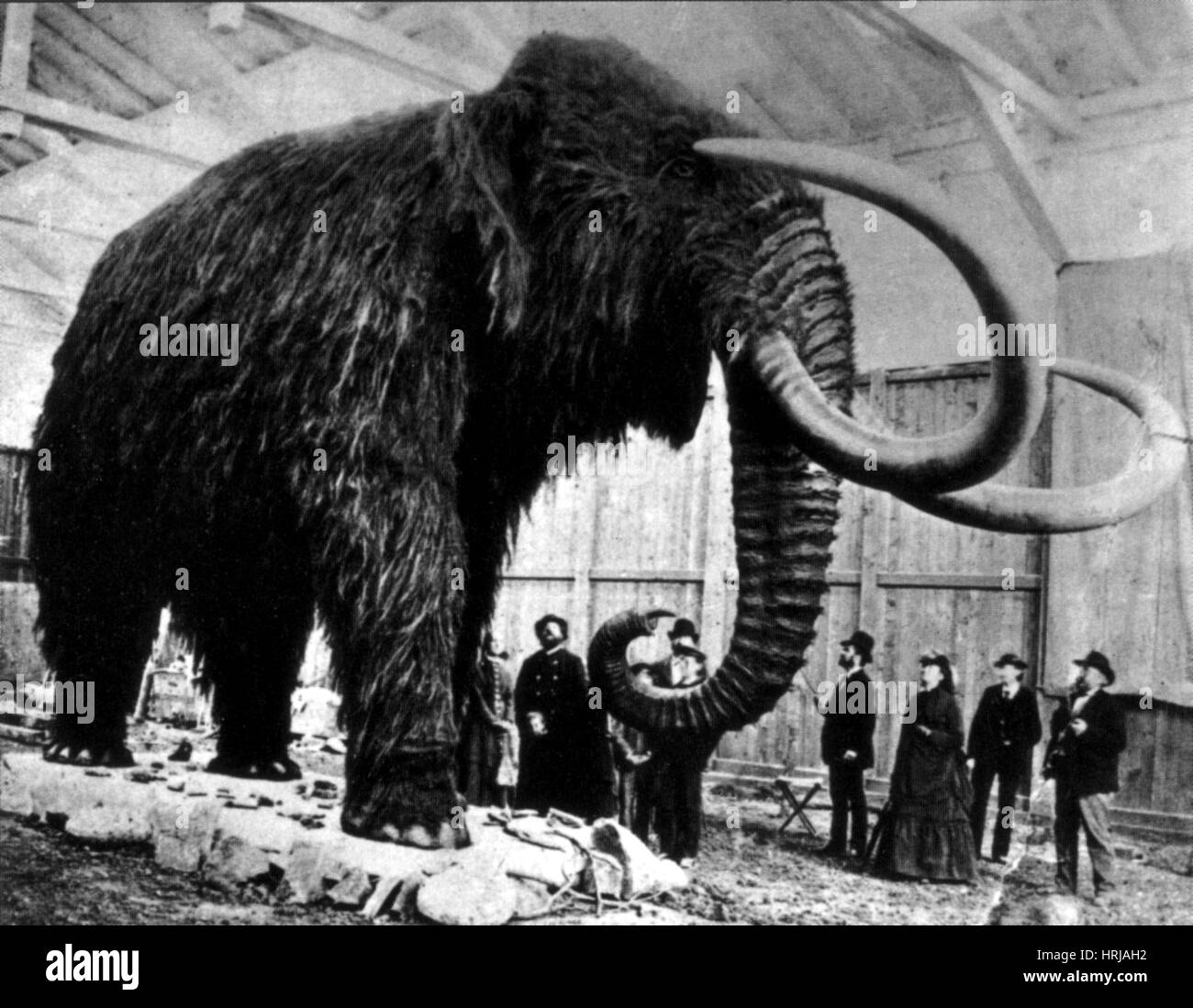 Mammut lanosi trovati in Siberia, 1903 Foto Stock