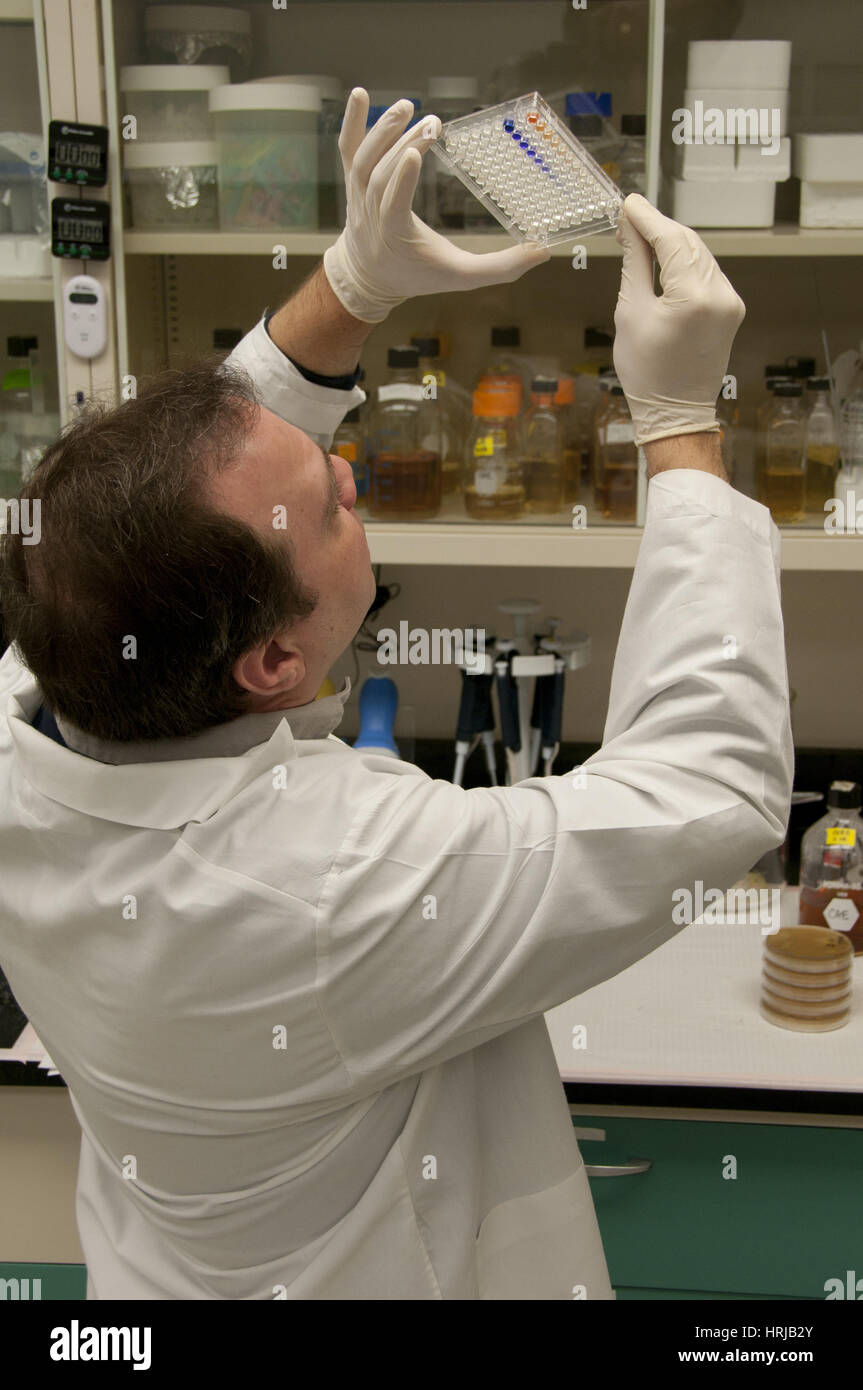 FDA Ricerca di tossicologia, esperimento di microbiologia Foto Stock