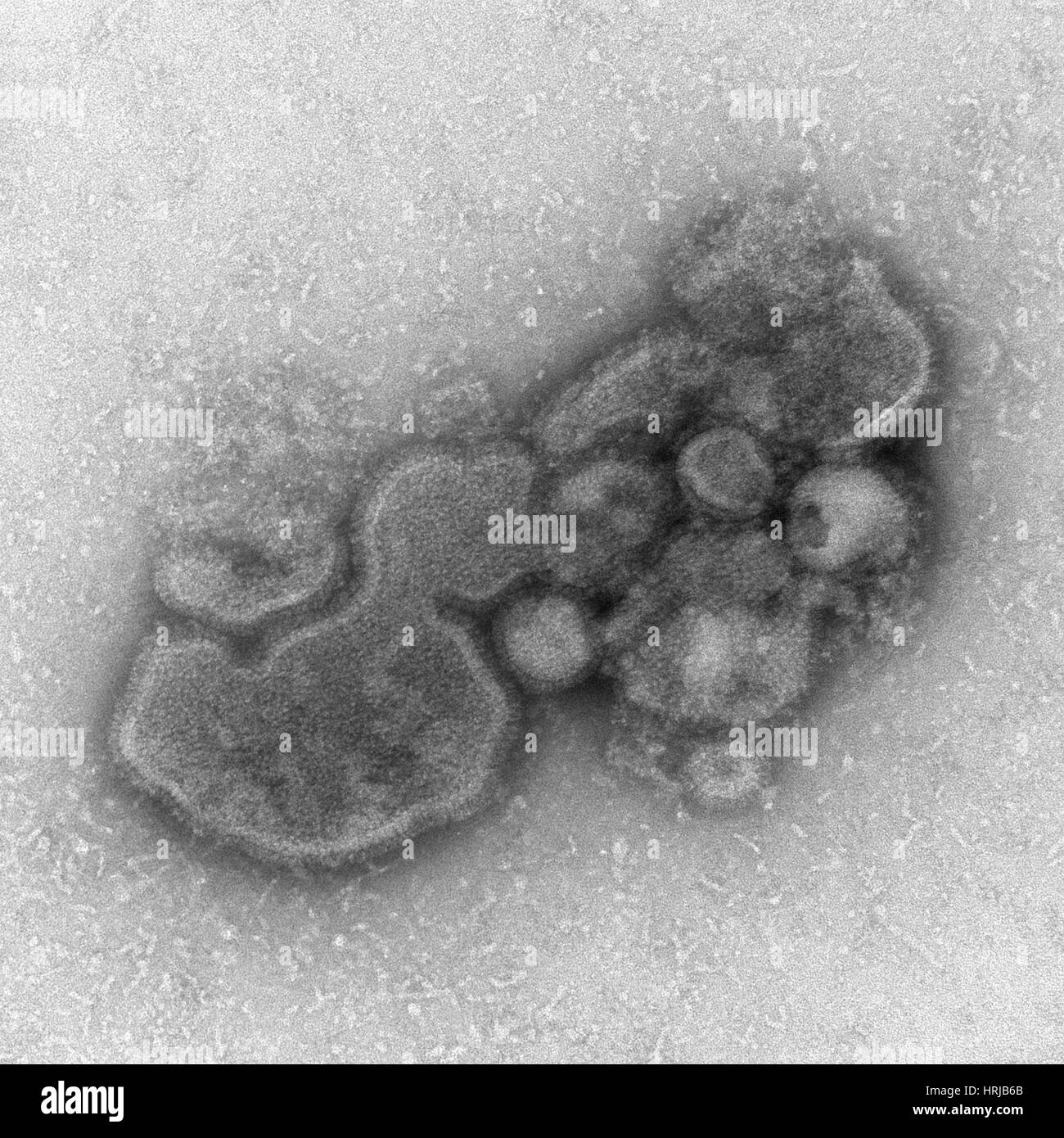 H7N9, influenza A, Virus dell influenza aviaria, TEM Foto Stock
