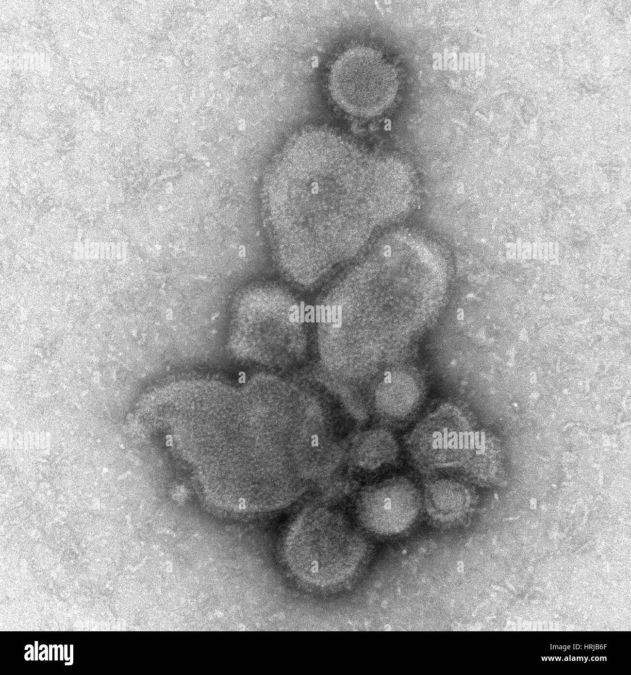 H7N9, influenza A, Virus dell influenza aviaria, TEM Foto Stock