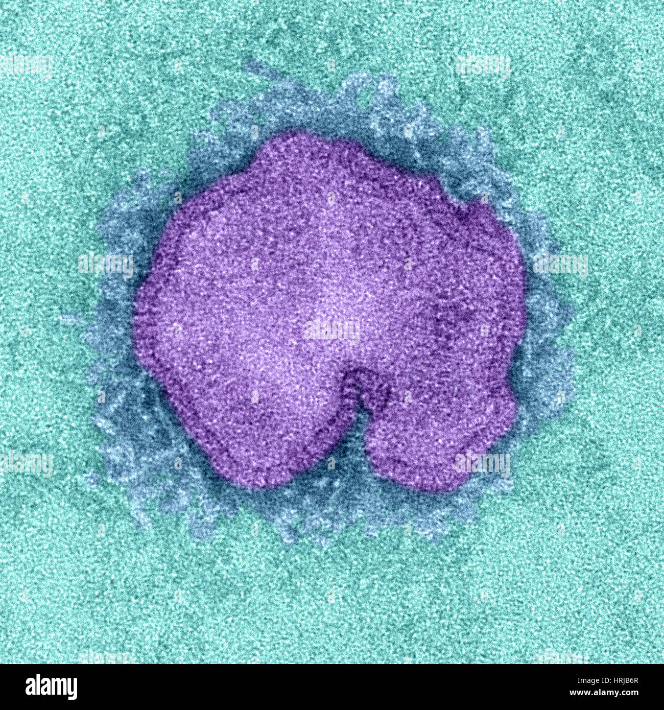 H7N9, influenza A, Virus dell influenza aviaria, TEM Foto Stock