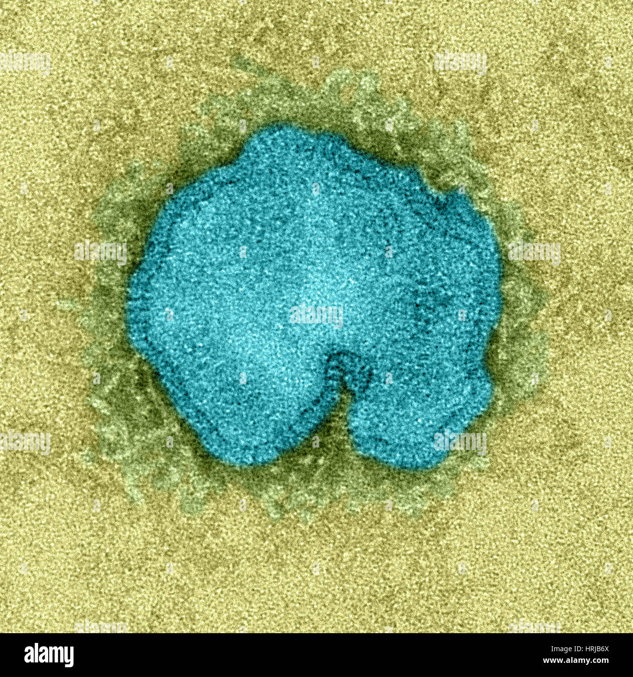 H7N9, influenza A, Virus dell influenza aviaria, TEM Foto Stock