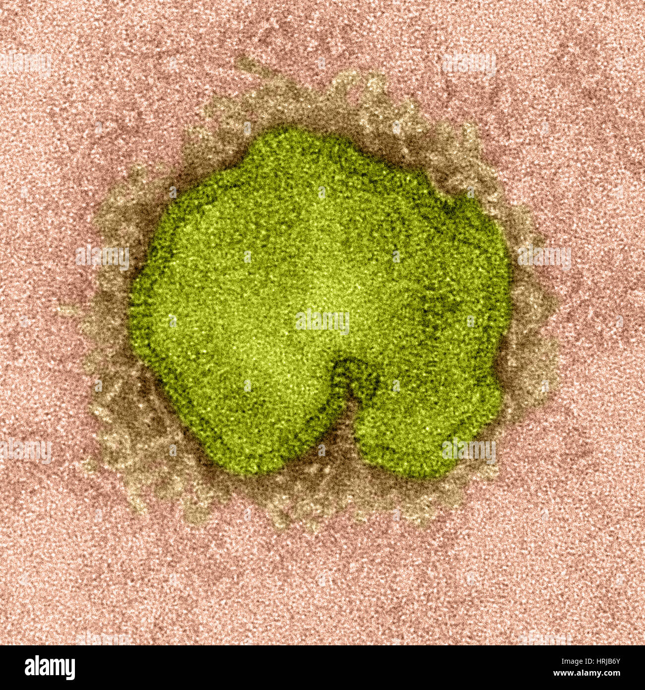 H7N9, influenza A, Virus dell influenza aviaria, TEM Foto Stock