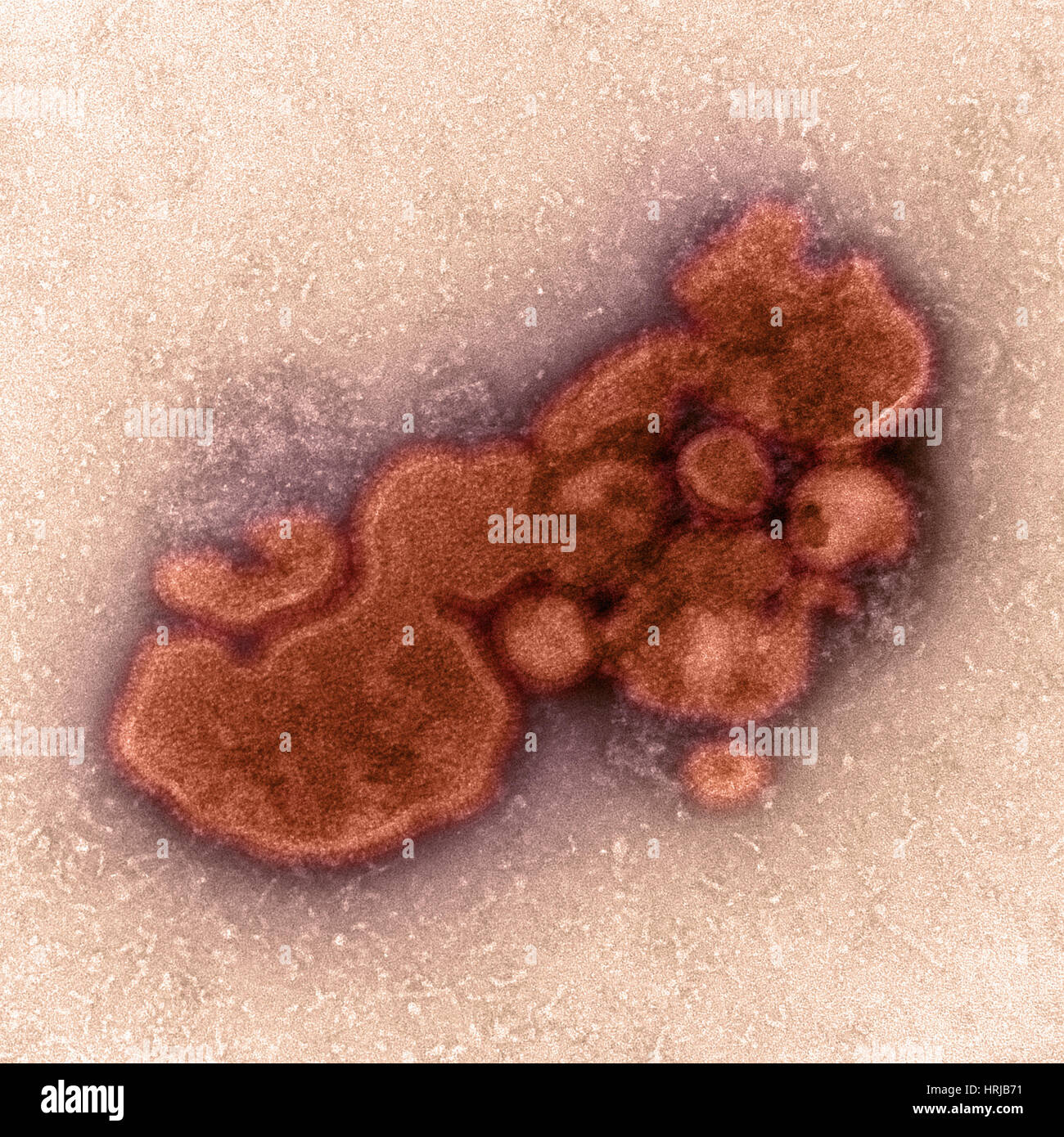 H7N9, influenza A, Virus dell influenza aviaria, TEM Foto Stock