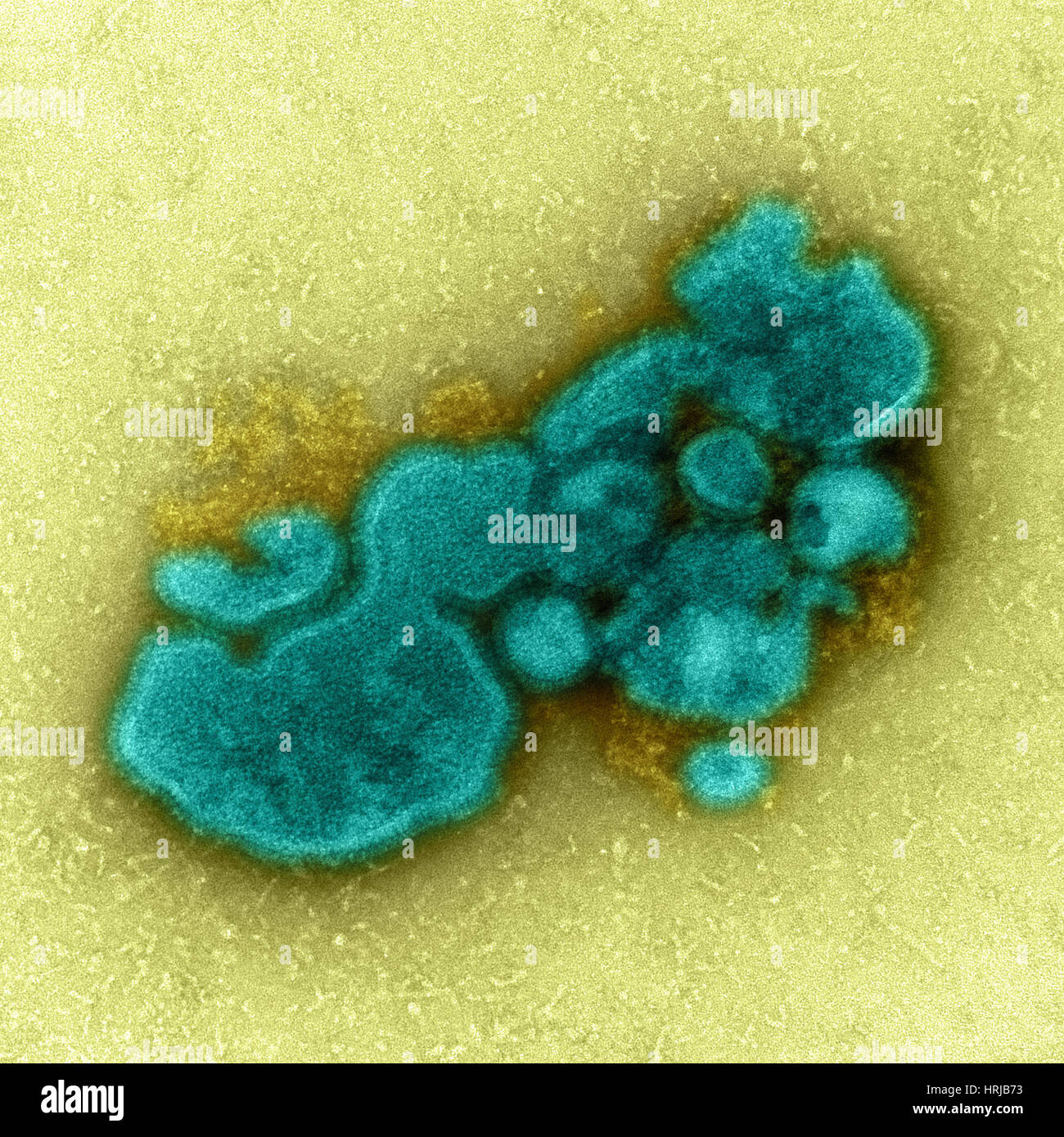 H7N9, influenza A, Virus dell influenza aviaria, TEM Foto Stock