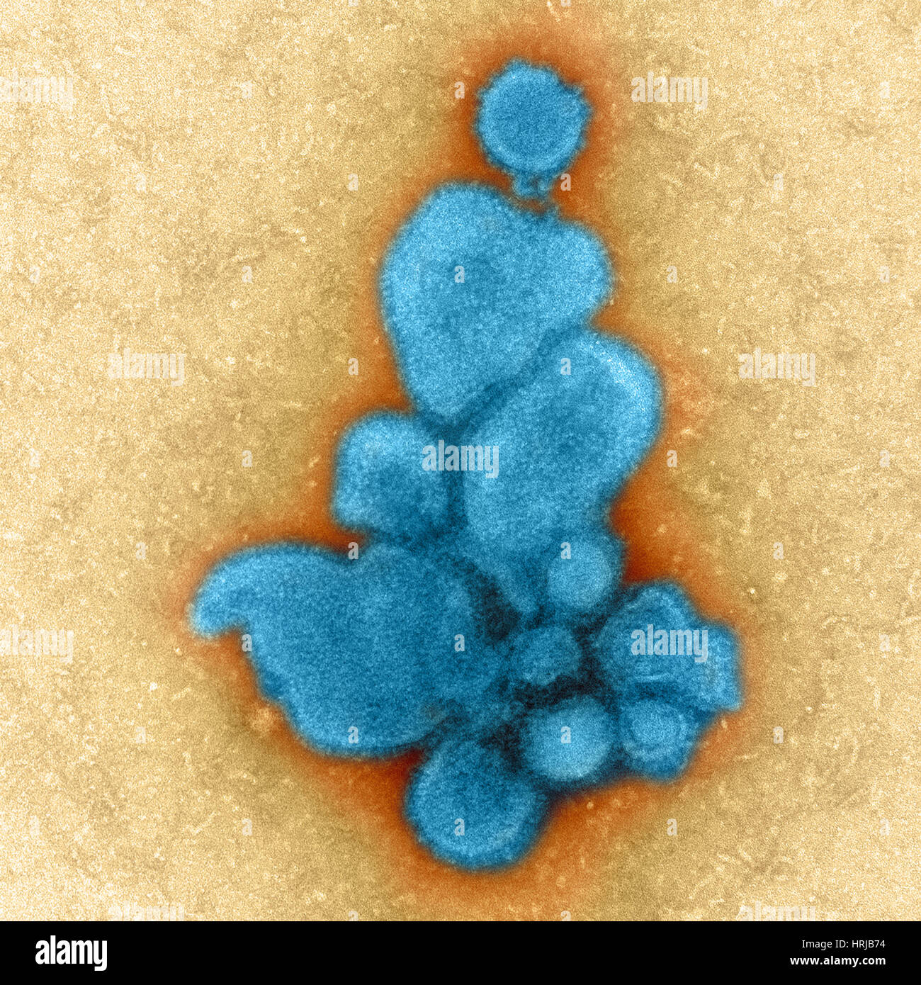 H7N9, influenza A, Virus dell influenza aviaria, TEM Foto Stock