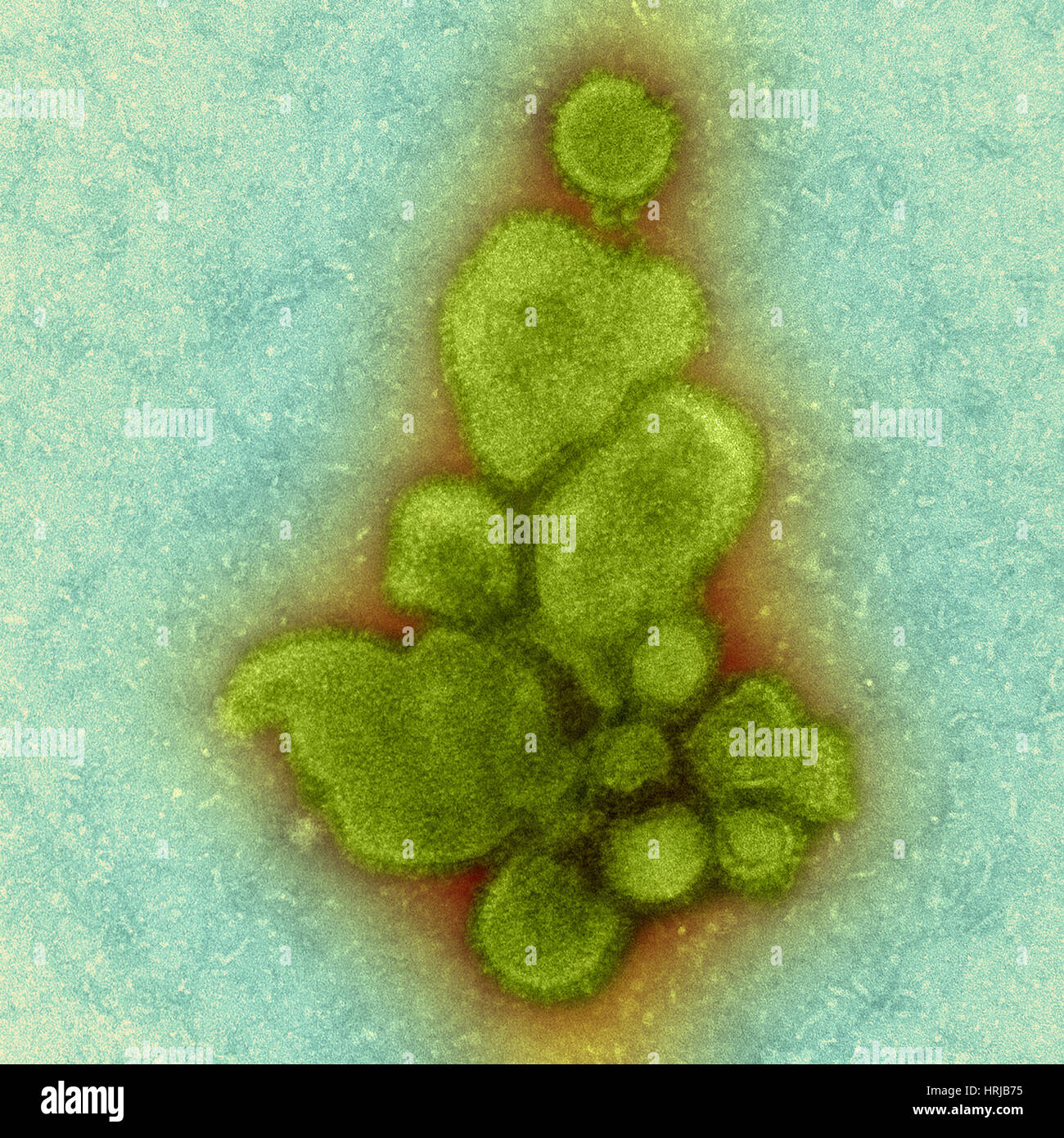H7N9, influenza A, Virus dell influenza aviaria, TEM Foto Stock