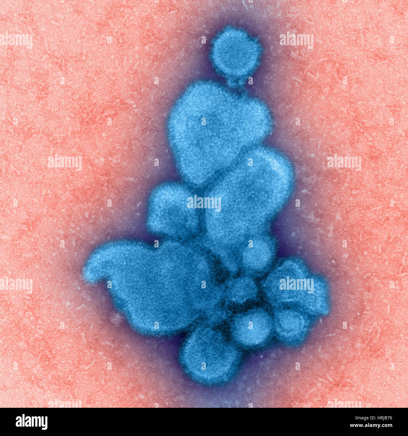 H7N9, influenza A, Virus dell influenza aviaria, TEM Foto Stock