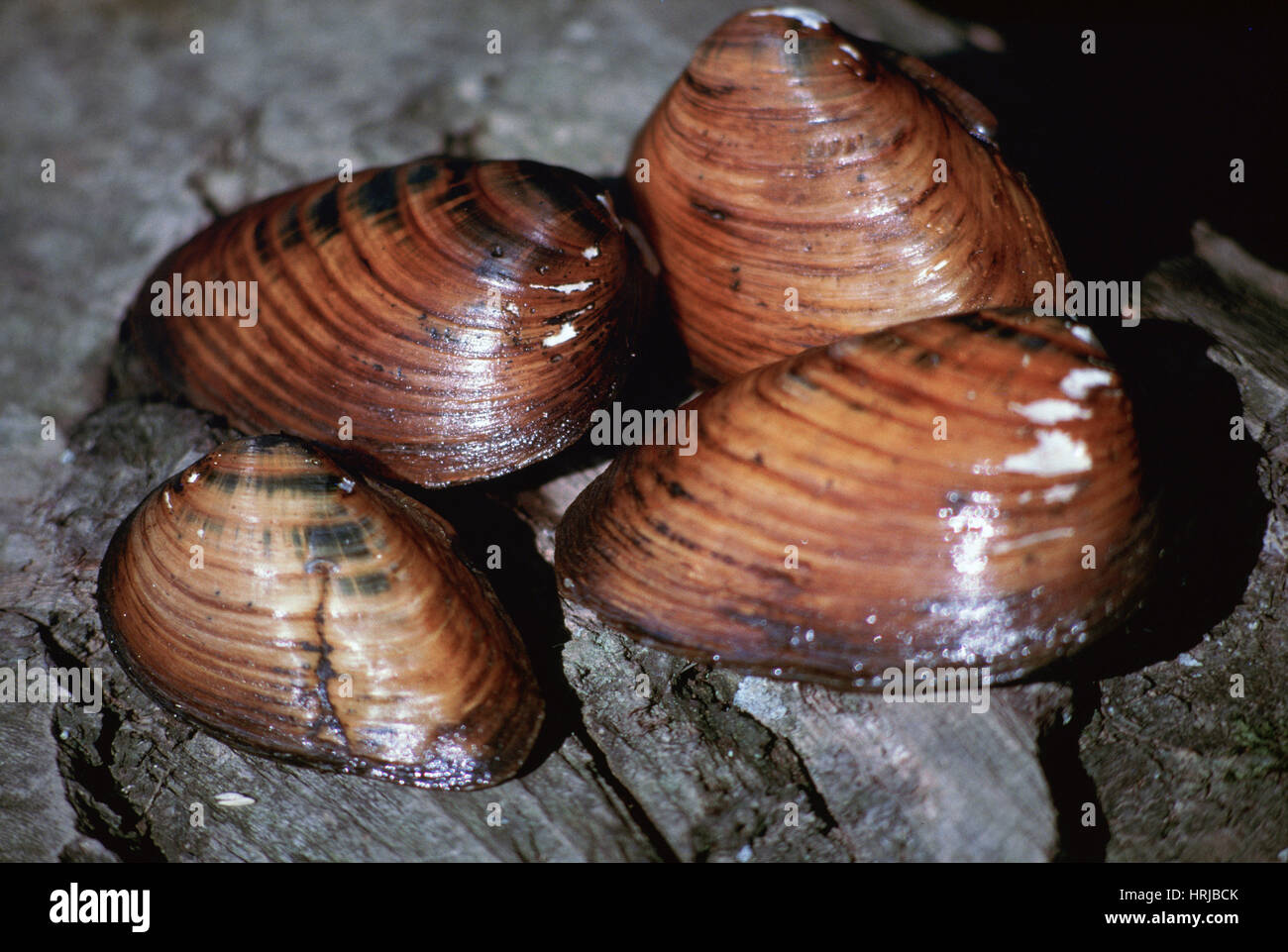 In via di estinzione Clubshell cozza Foto Stock