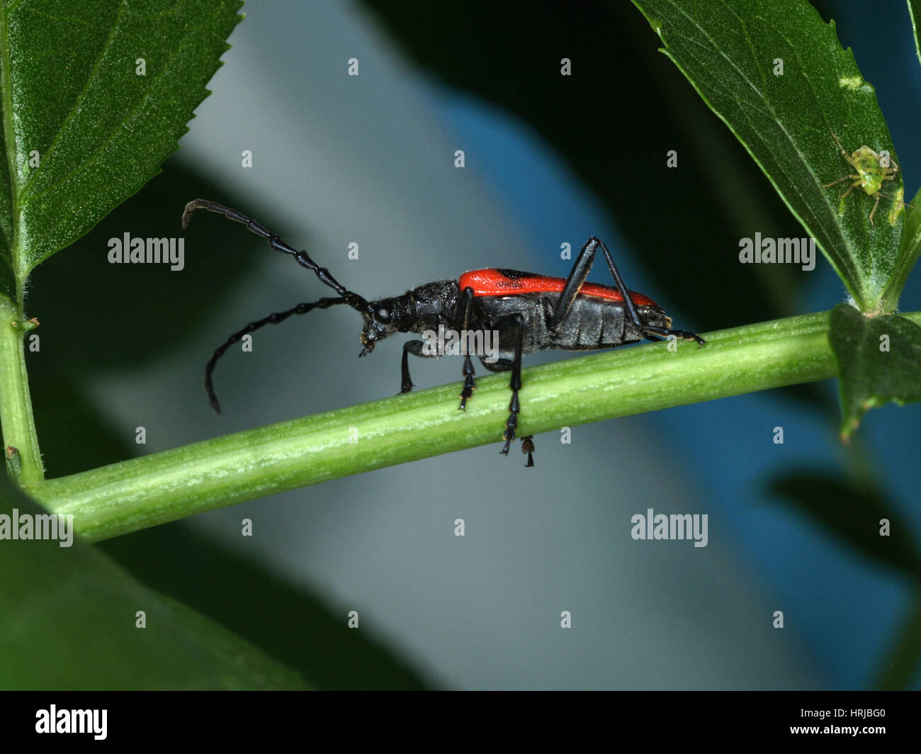 Valle Sambuco Longhorn Beetle Foto Stock