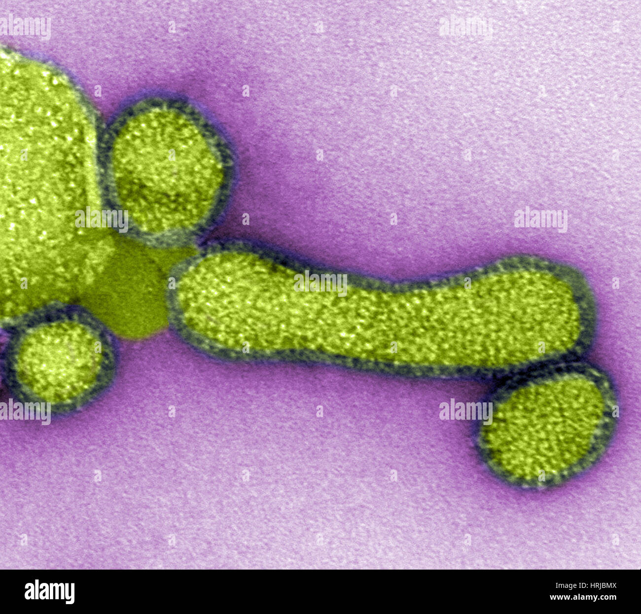 H1N1, influenza A, virus di influenza suina, TEM Foto Stock