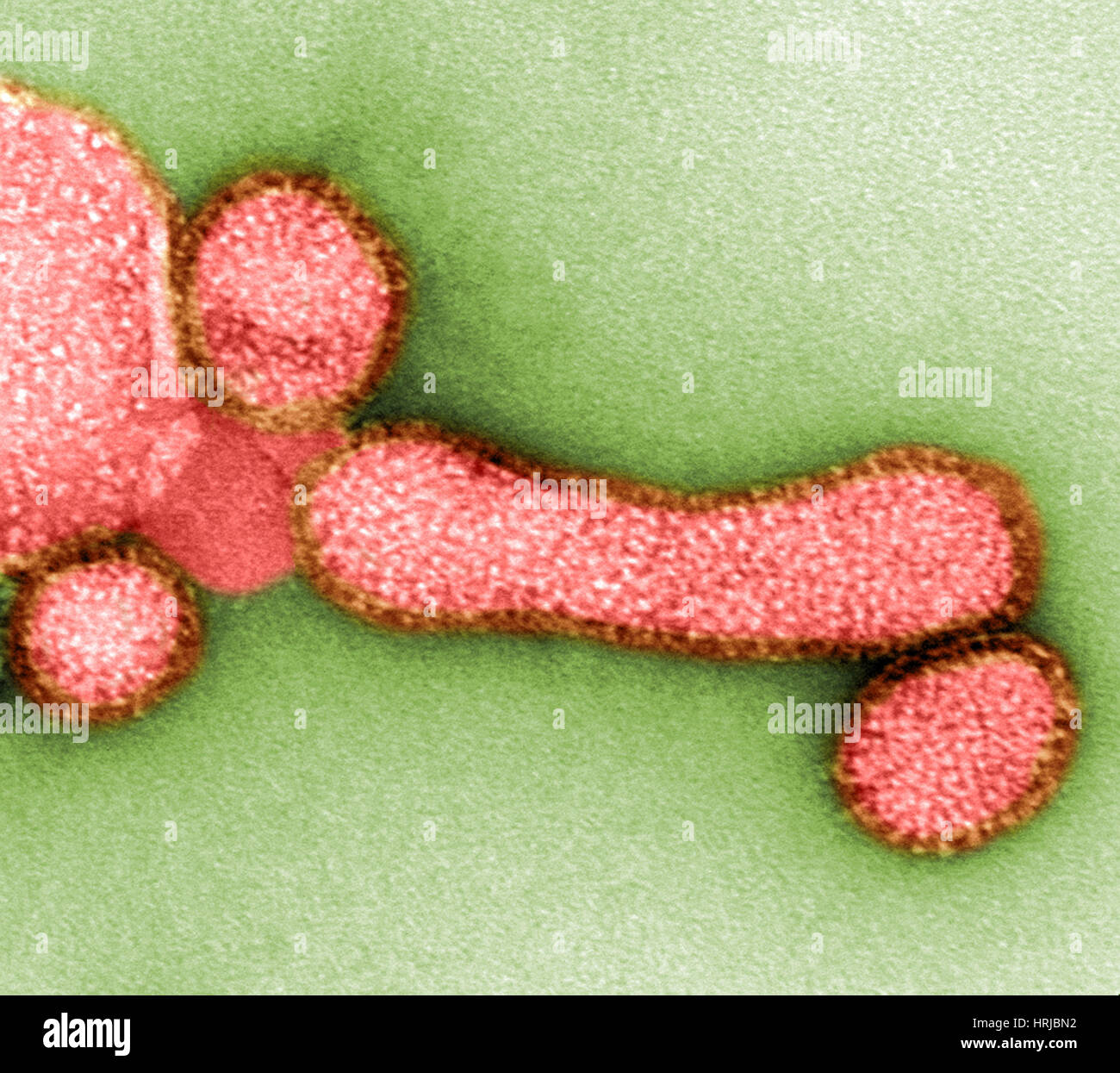 H1N1, influenza A, virus di influenza suina, TEM Foto Stock