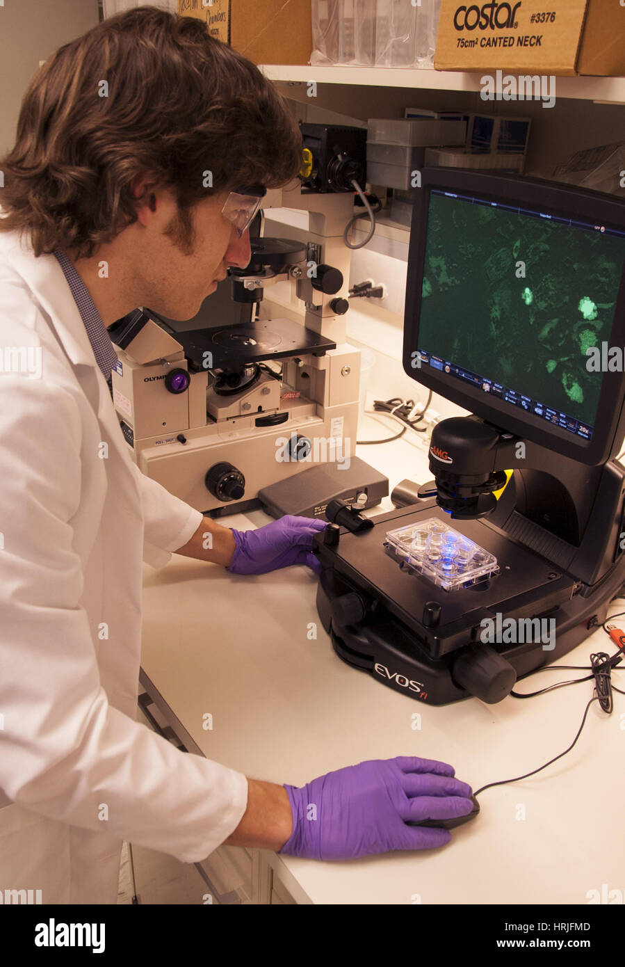 Adulto di cellule staminali mesenchimali Research, 2014 Foto Stock