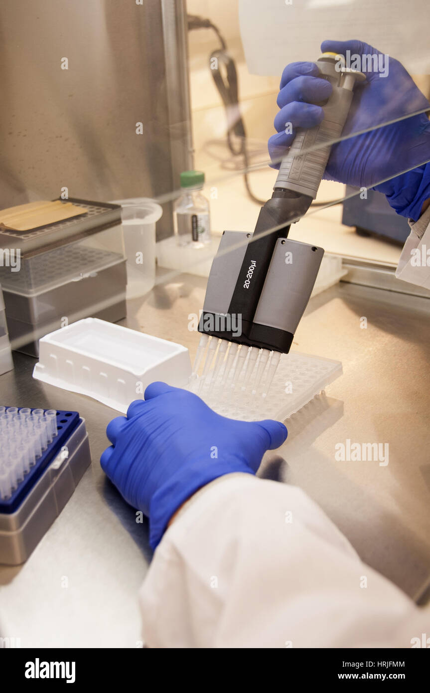 Adulto di cellule staminali mesenchimali Research, 2014 Foto Stock