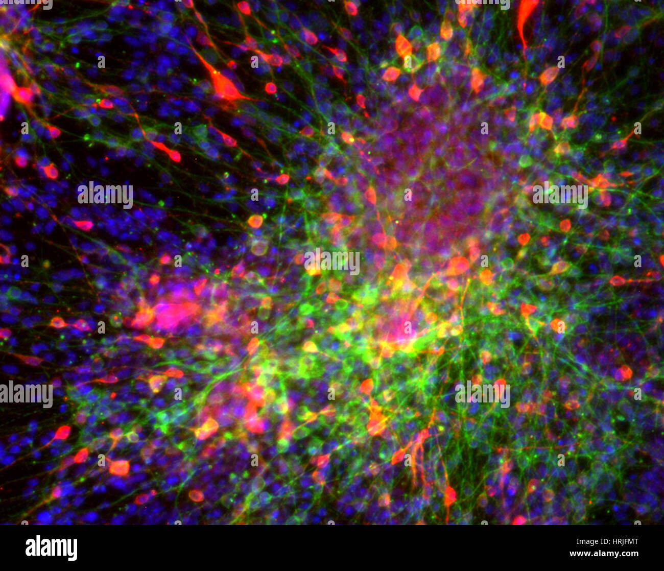 Dompaminergic neuroni, cellule ES di topo, FM Foto Stock