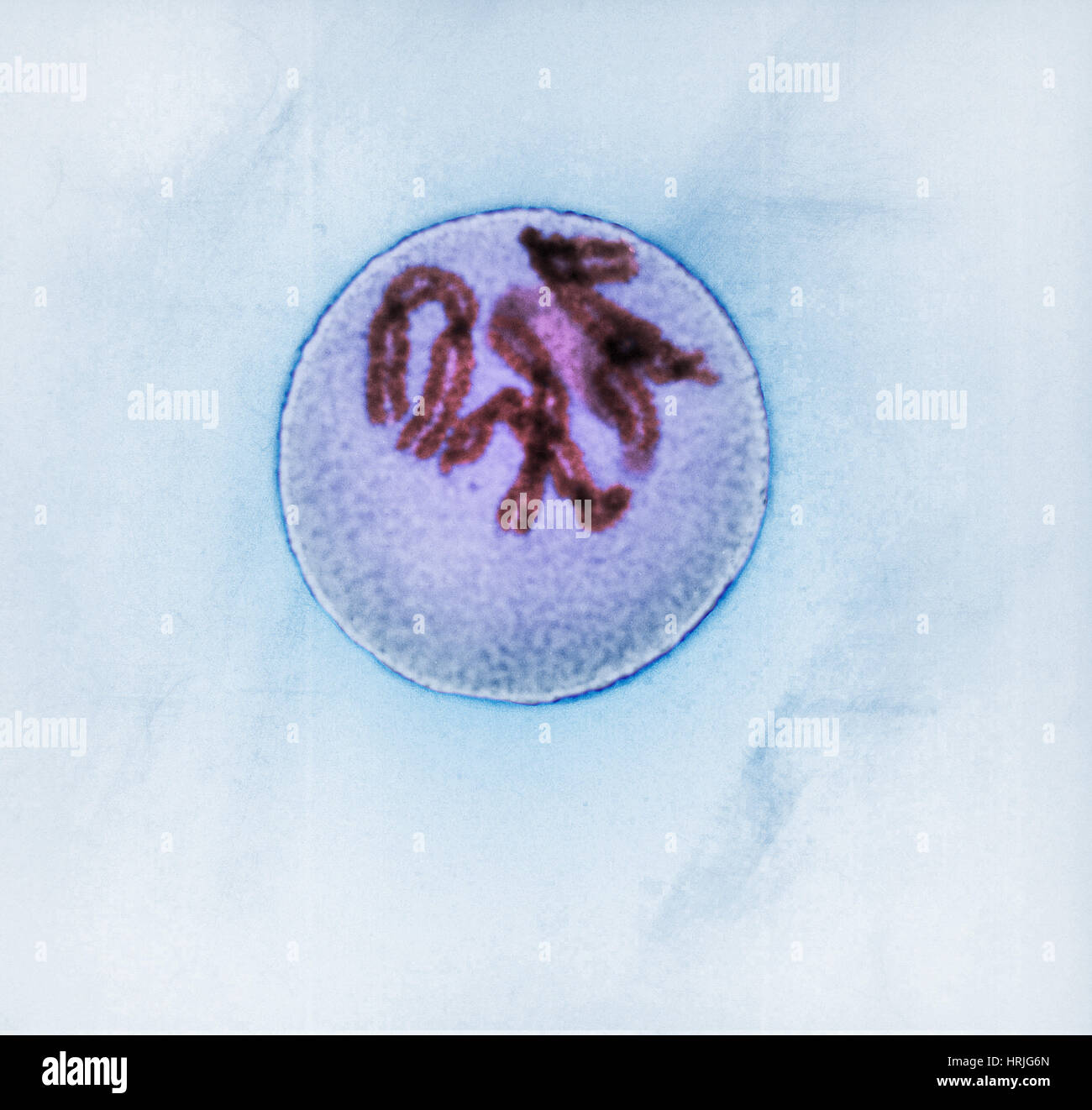 Prophase di mitosi nelle cellule Trillium Foto Stock