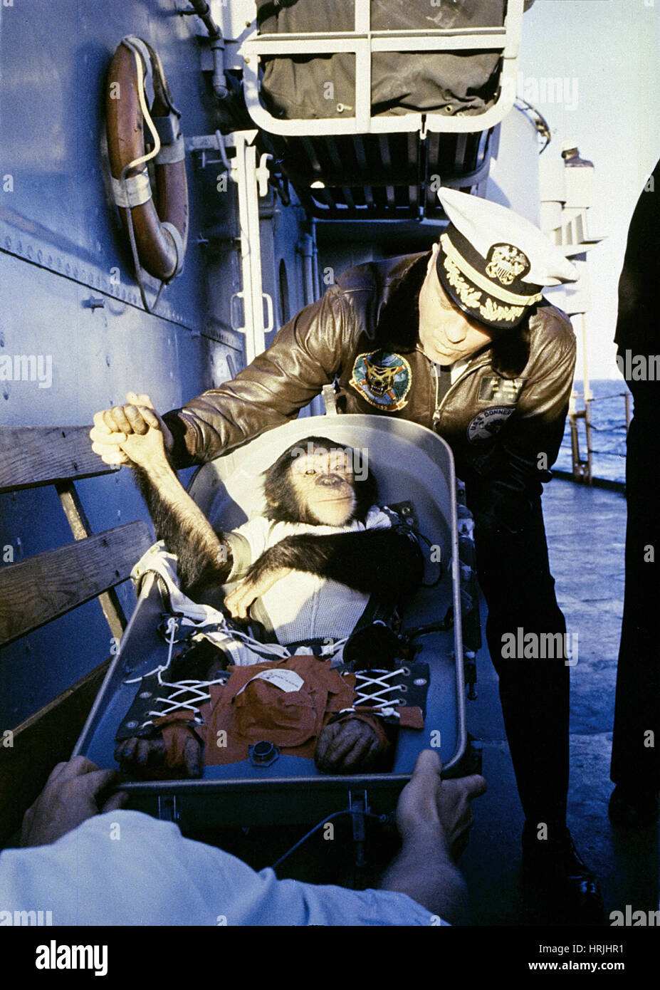 Prosciutto, prima di uno scimpanzé nello spazio, 1961 Foto Stock