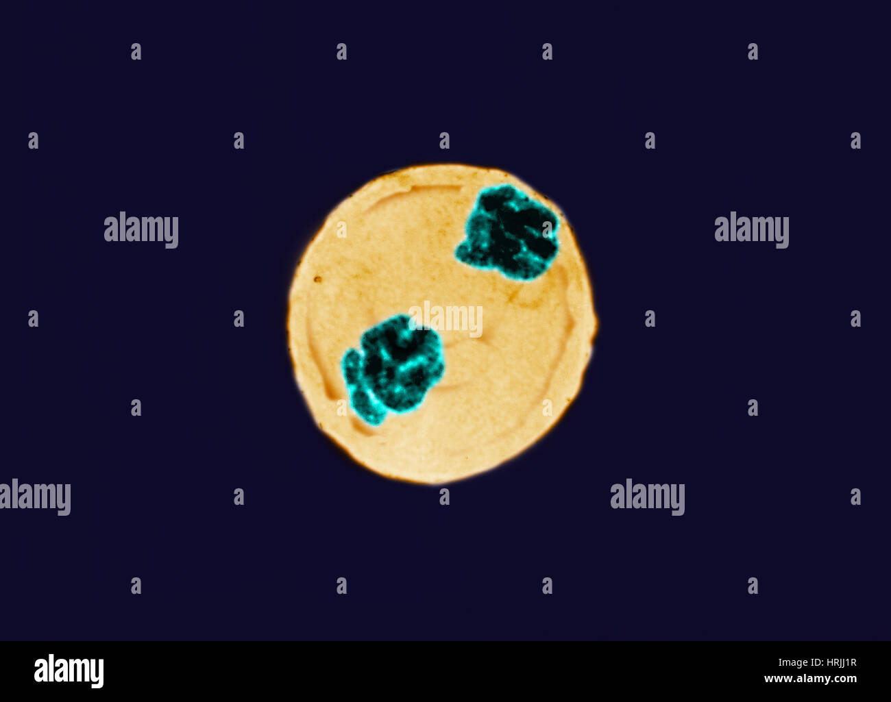 Anaphase di mitosi nelle cellule Trillium Foto Stock