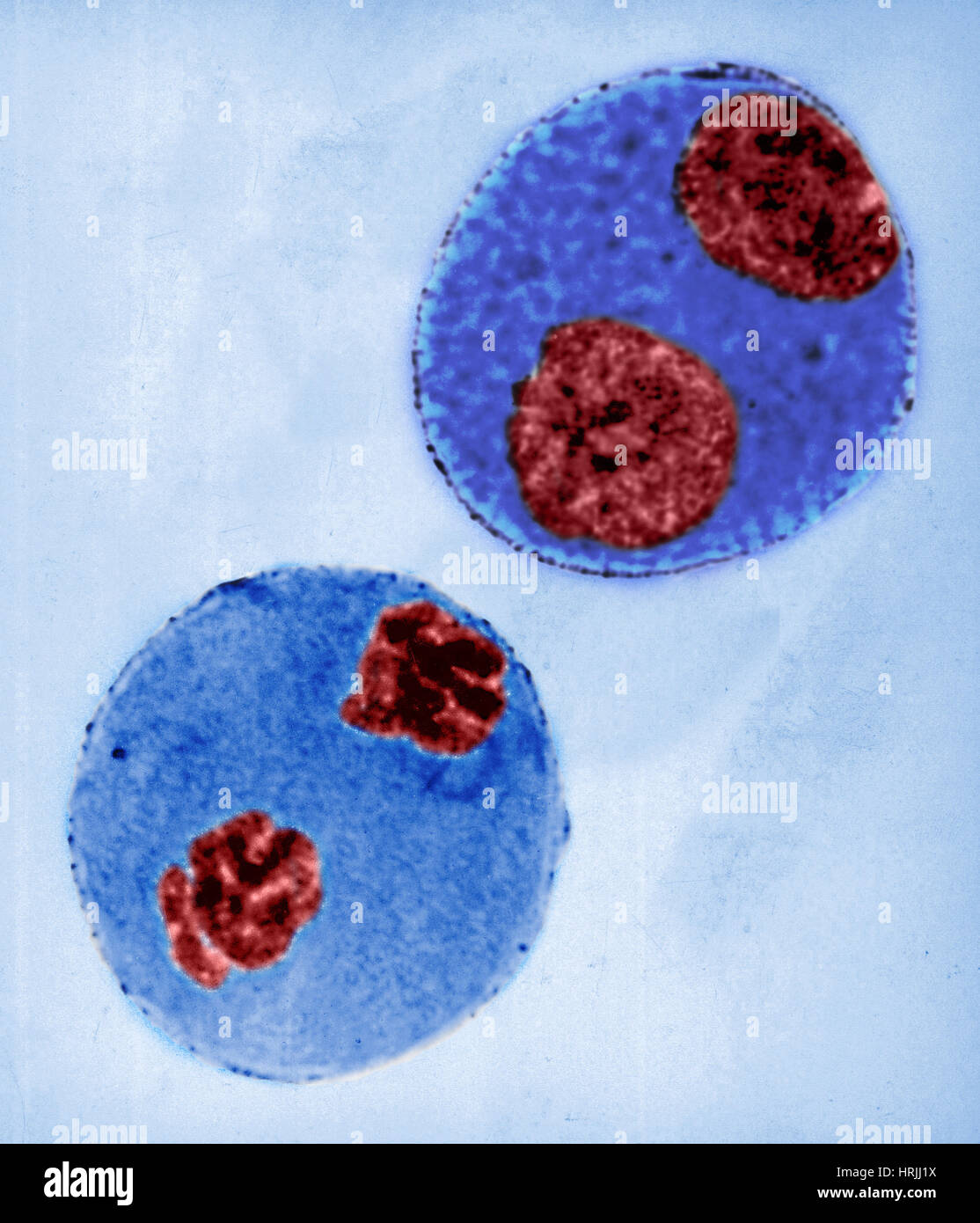 La mitosi nelle cellule Trillium, LM Foto Stock