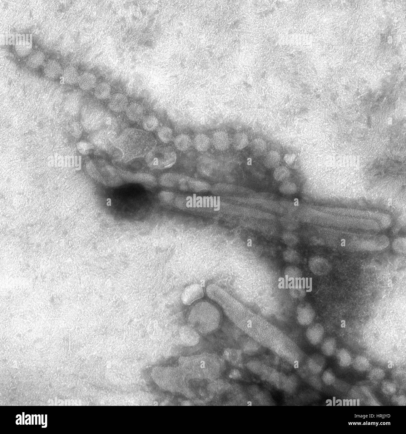 H7N9, influenza A, Virus dell influenza aviaria, TEM Foto Stock