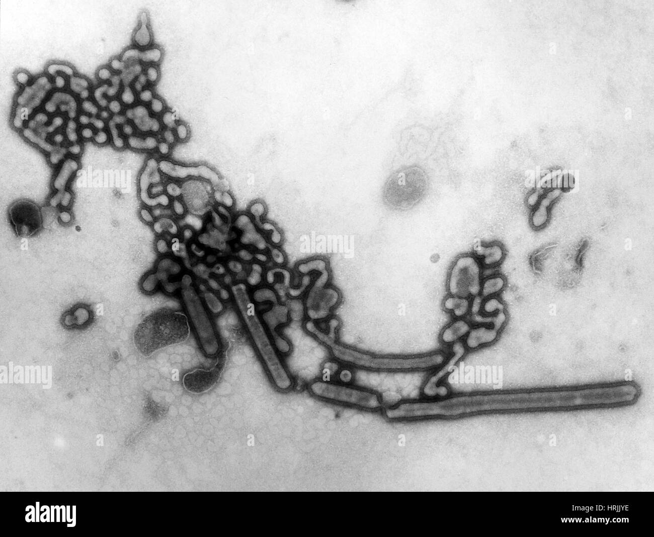 H1N1, dell'influenza A, influenza russa, TEM Foto Stock