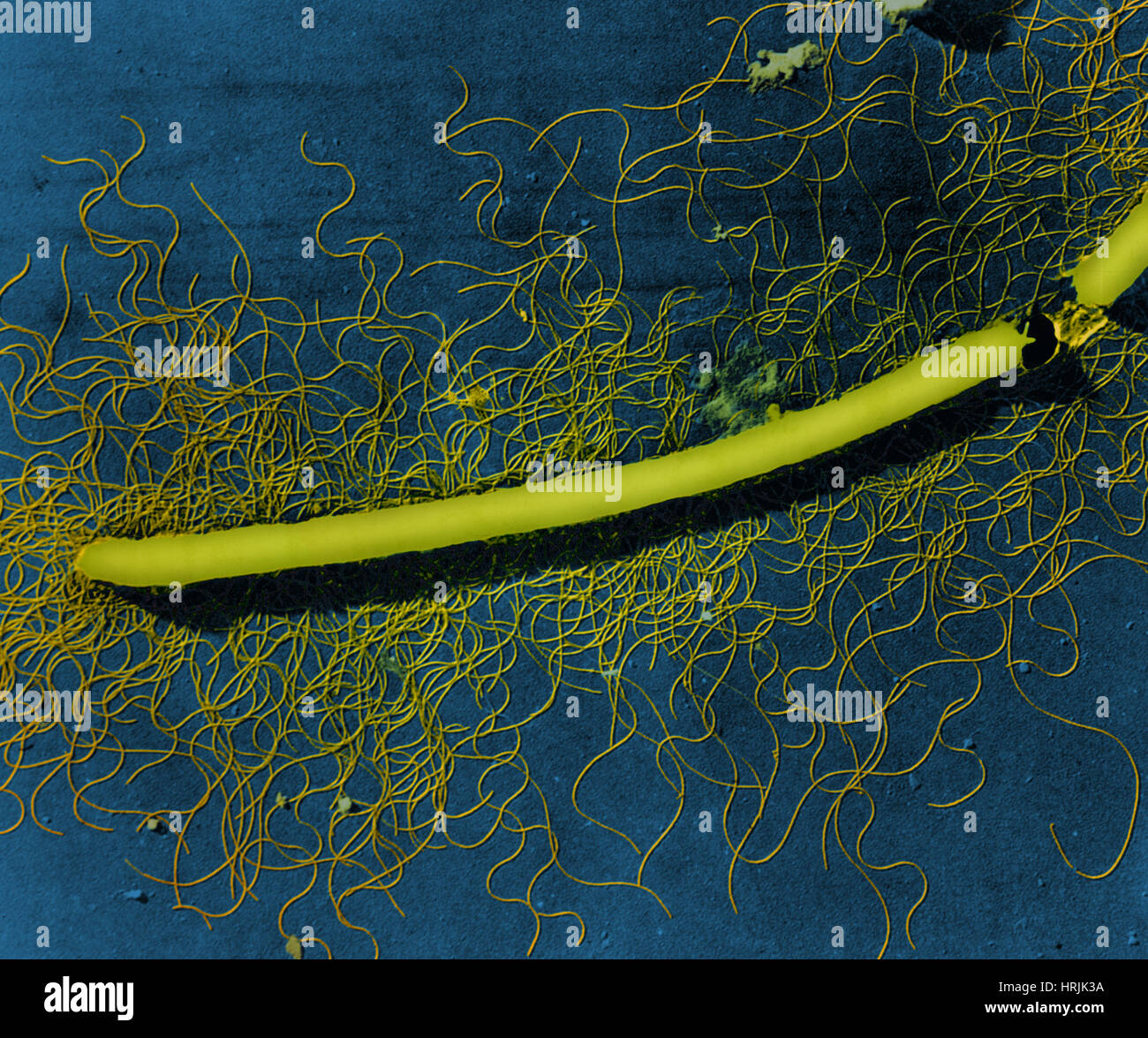 Proteus vulgaris batteri, TEM Foto Stock