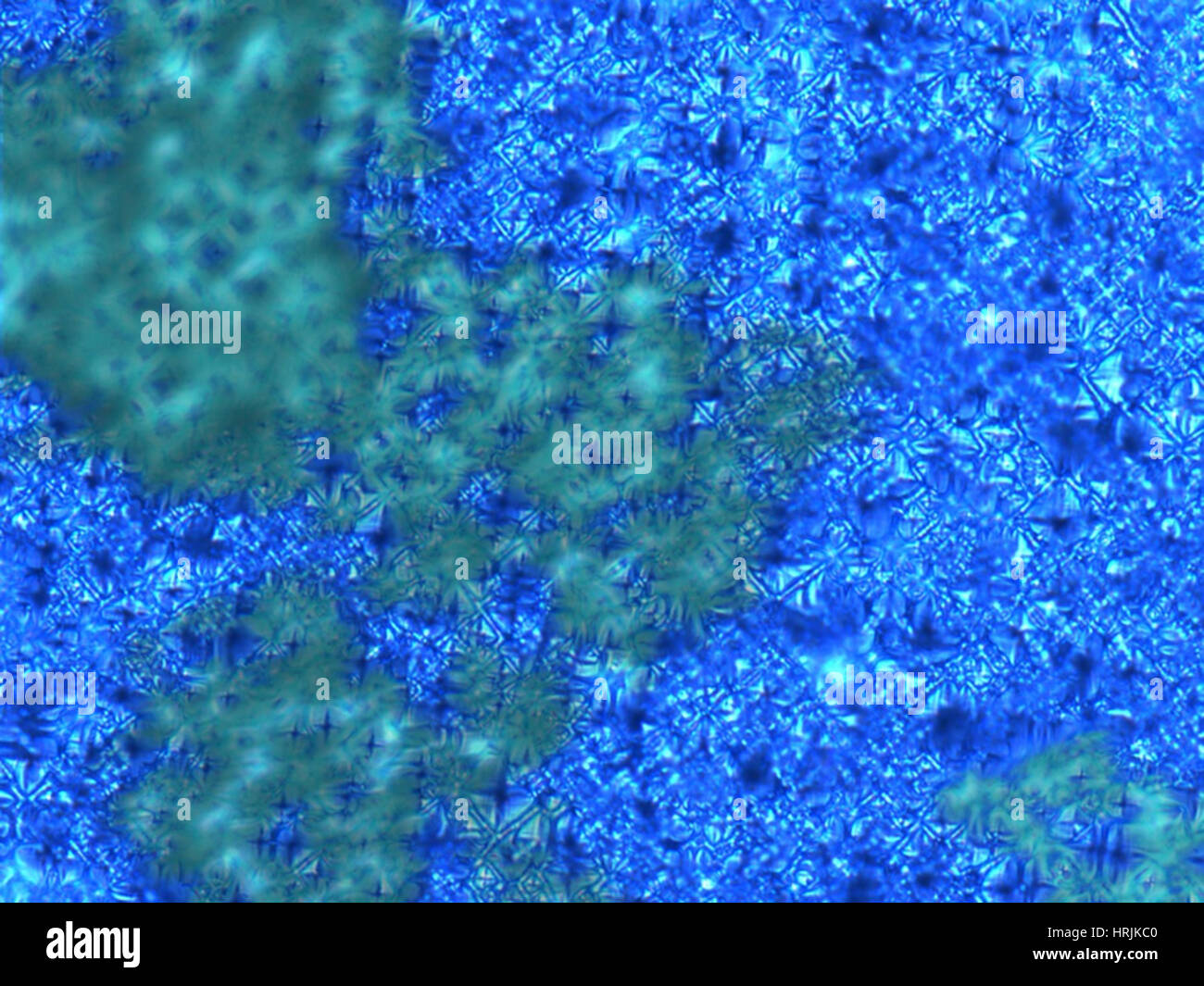 Silicio celle solari, LM Foto Stock