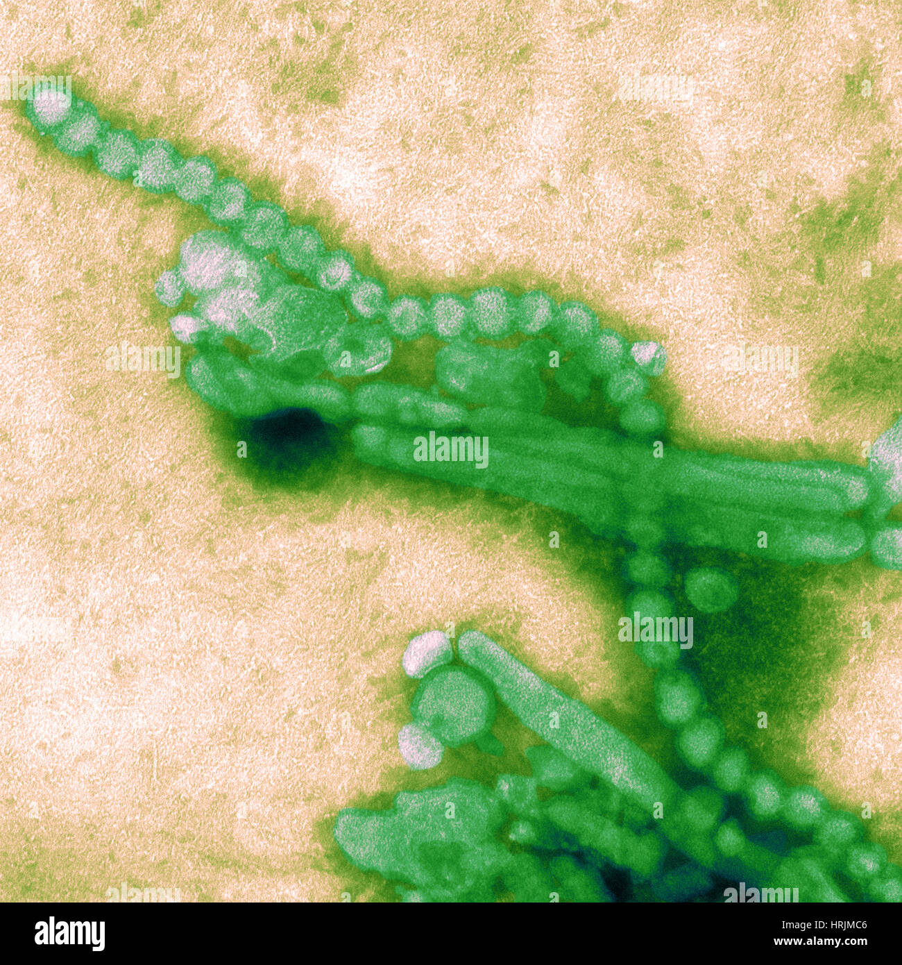 H7N9, influenza A, Virus dell influenza aviaria, TEM Foto Stock