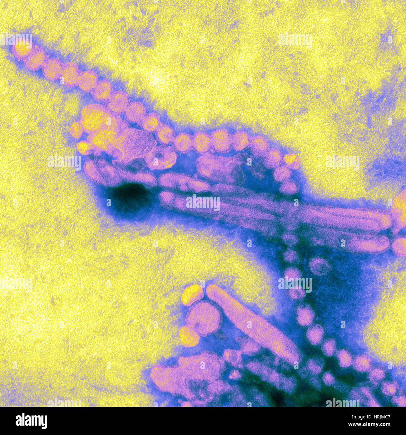 H7N9, influenza A, Virus dell influenza aviaria, TEM Foto Stock