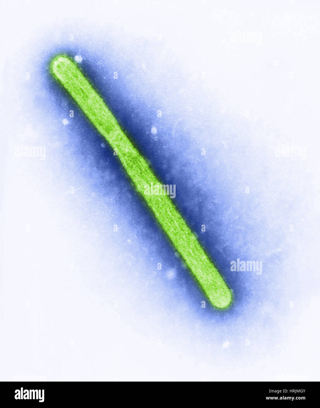 H5N1, influenza aviaria un, TEM Foto Stock