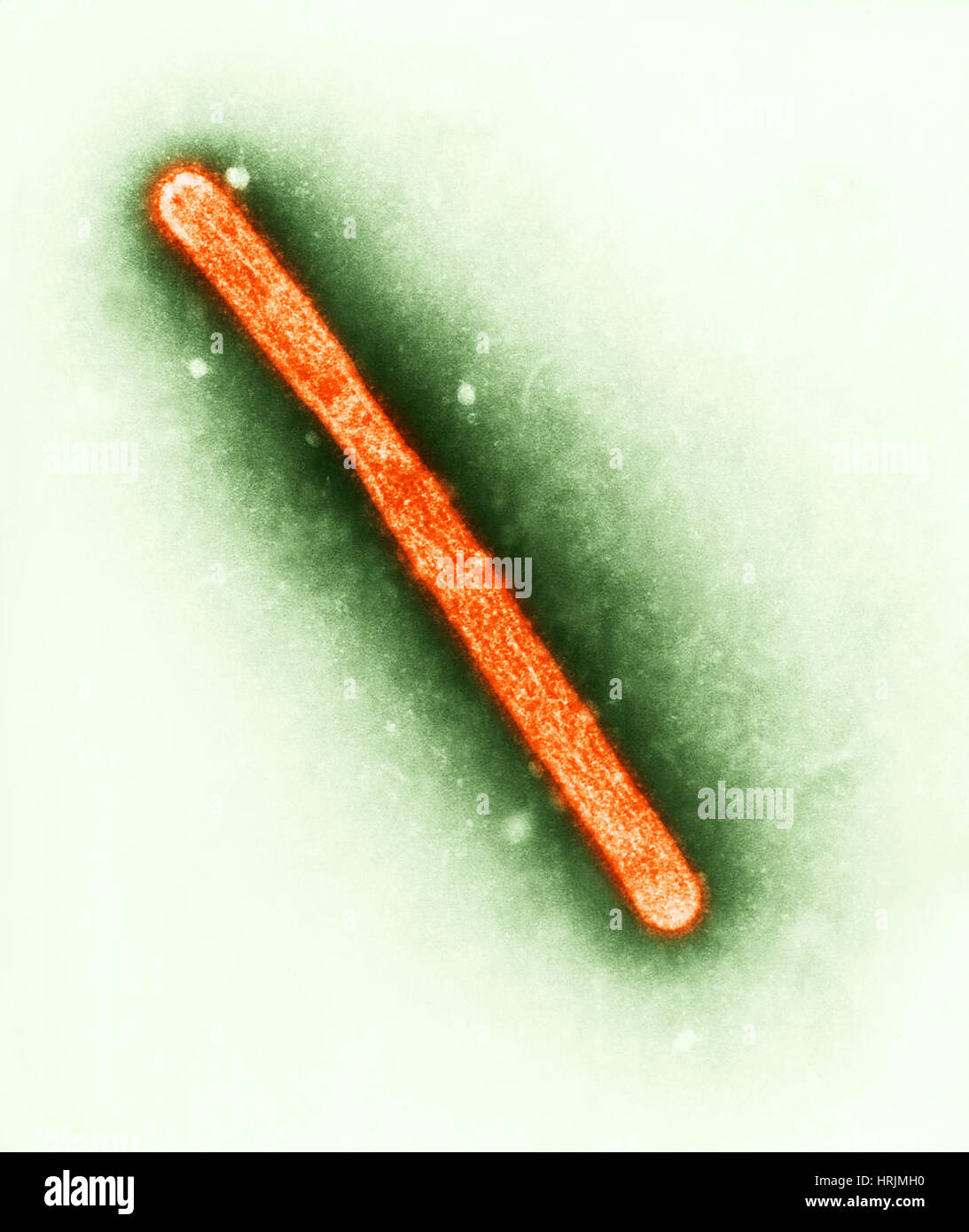 H5N1, influenza aviaria un, TEM Foto Stock