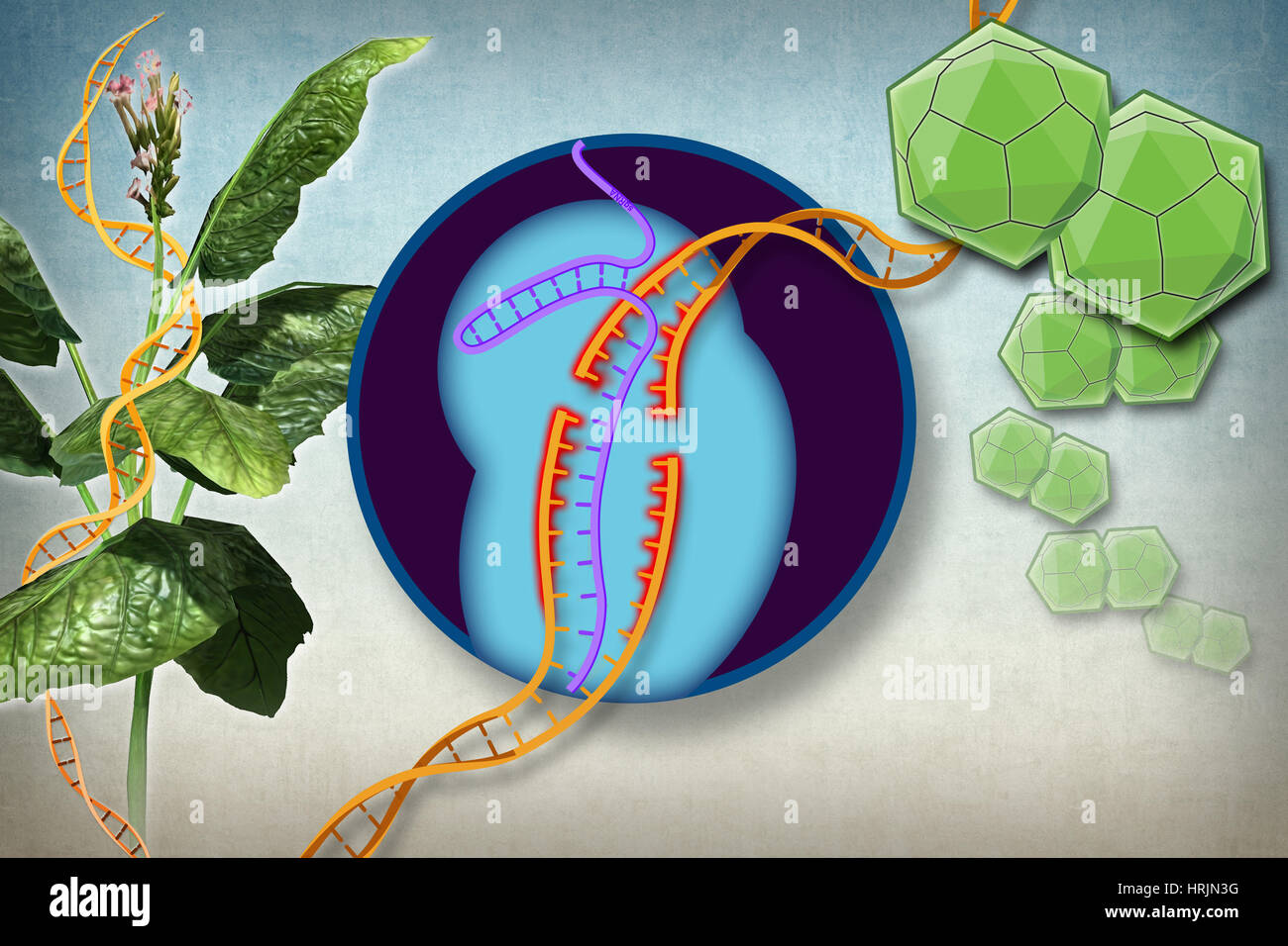 La resistenza della pianta a virus, Gene modifica Foto Stock