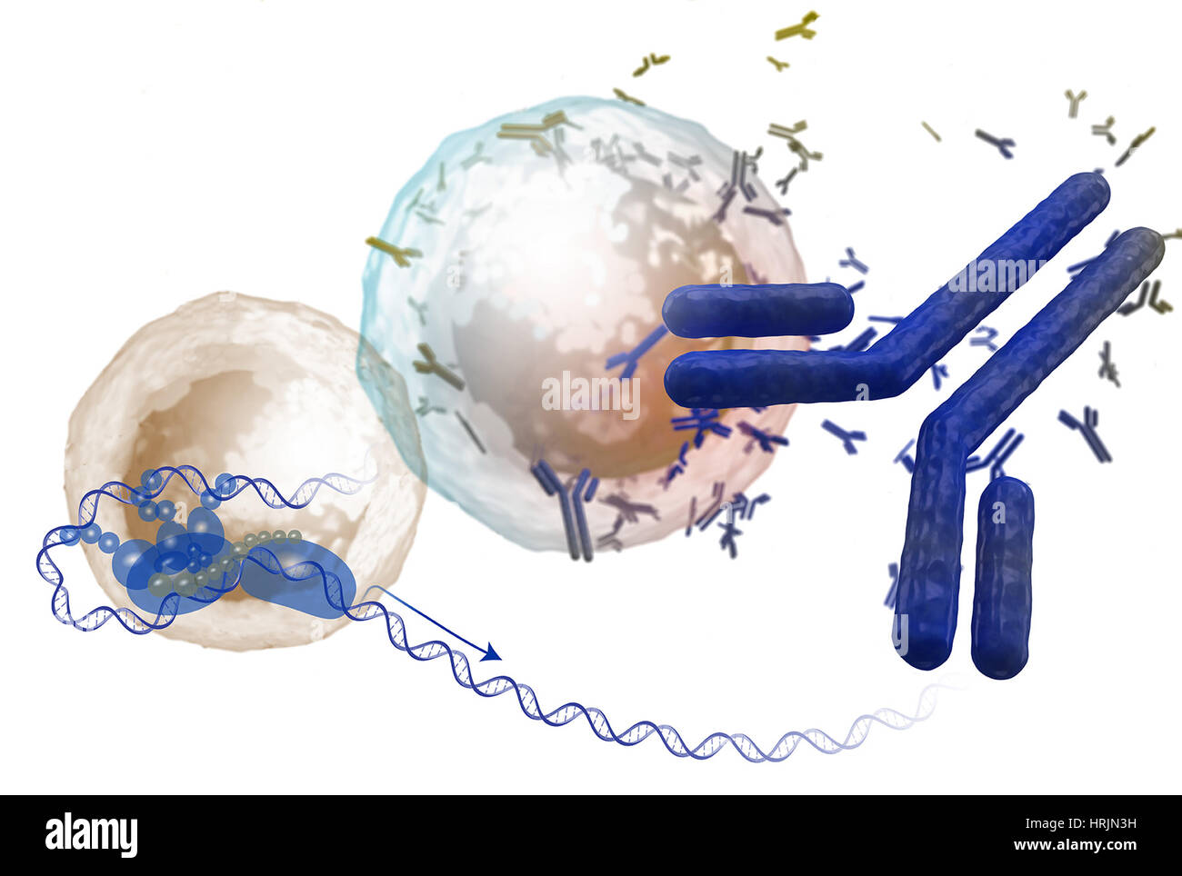 Di cellule T di fattori di trascrizione, vaccine research Foto Stock