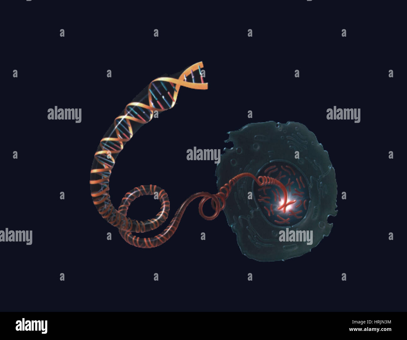 Genetics, DNA in svolgimento dal cromosoma Foto Stock