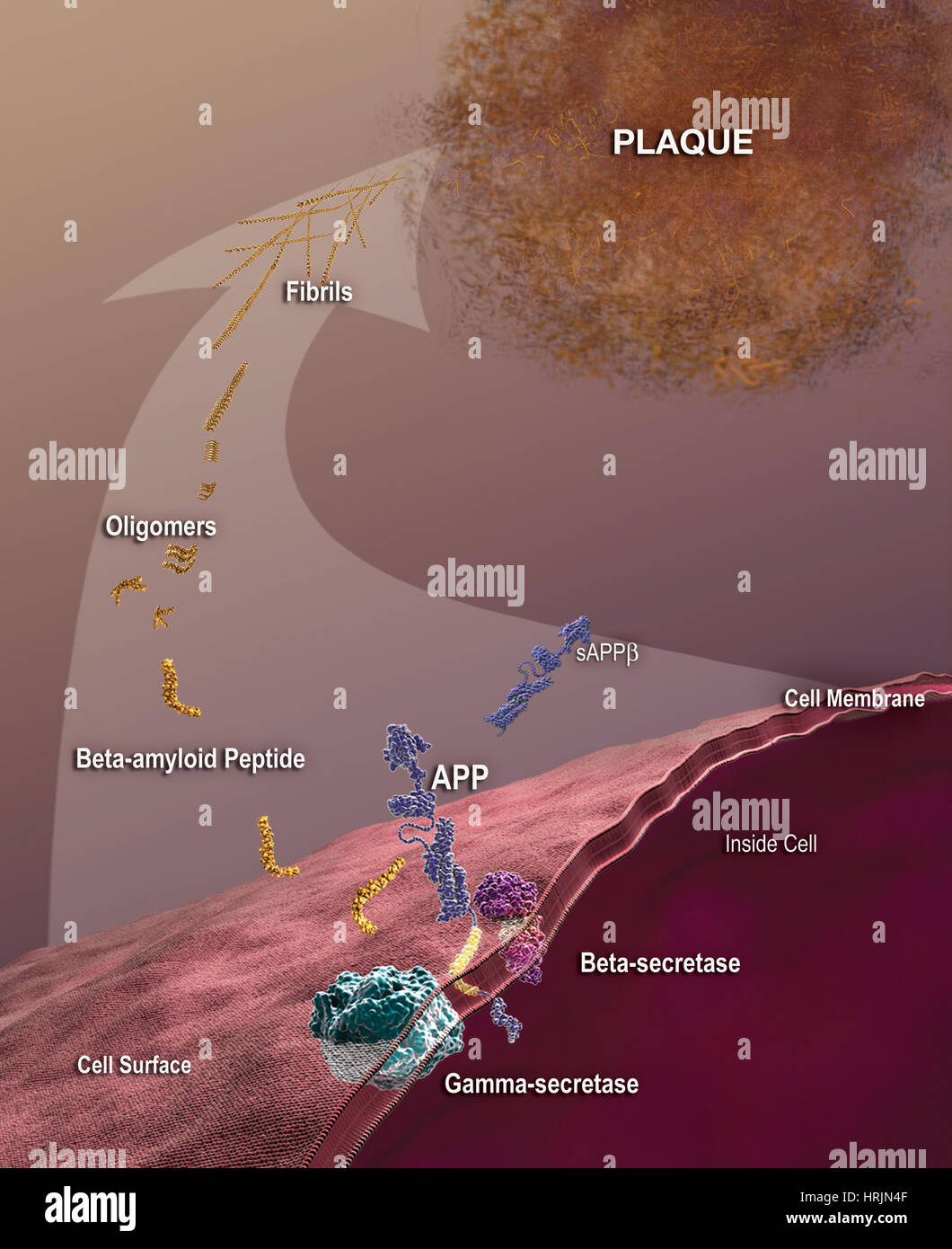 Da APP a placca Beta-Amyloid Foto Stock