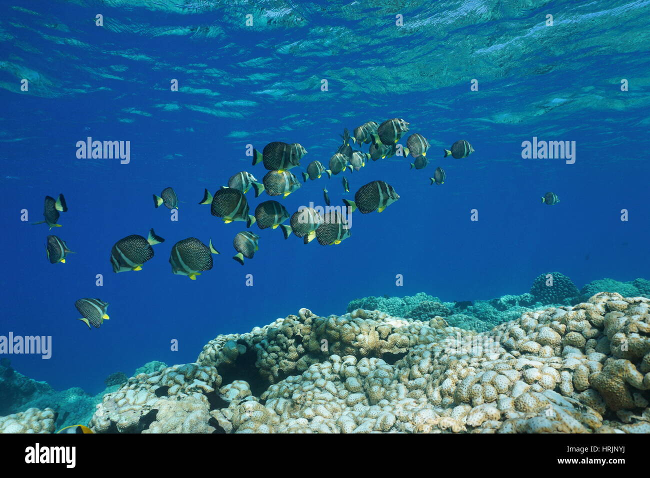 Subacquea oceano Pacifico secca di pesce whitespotted, surgeonfish Acanthurus guttatus, su una scogliera di corallo, Rangiroa, Tuamotu, Polinesia Francese Foto Stock