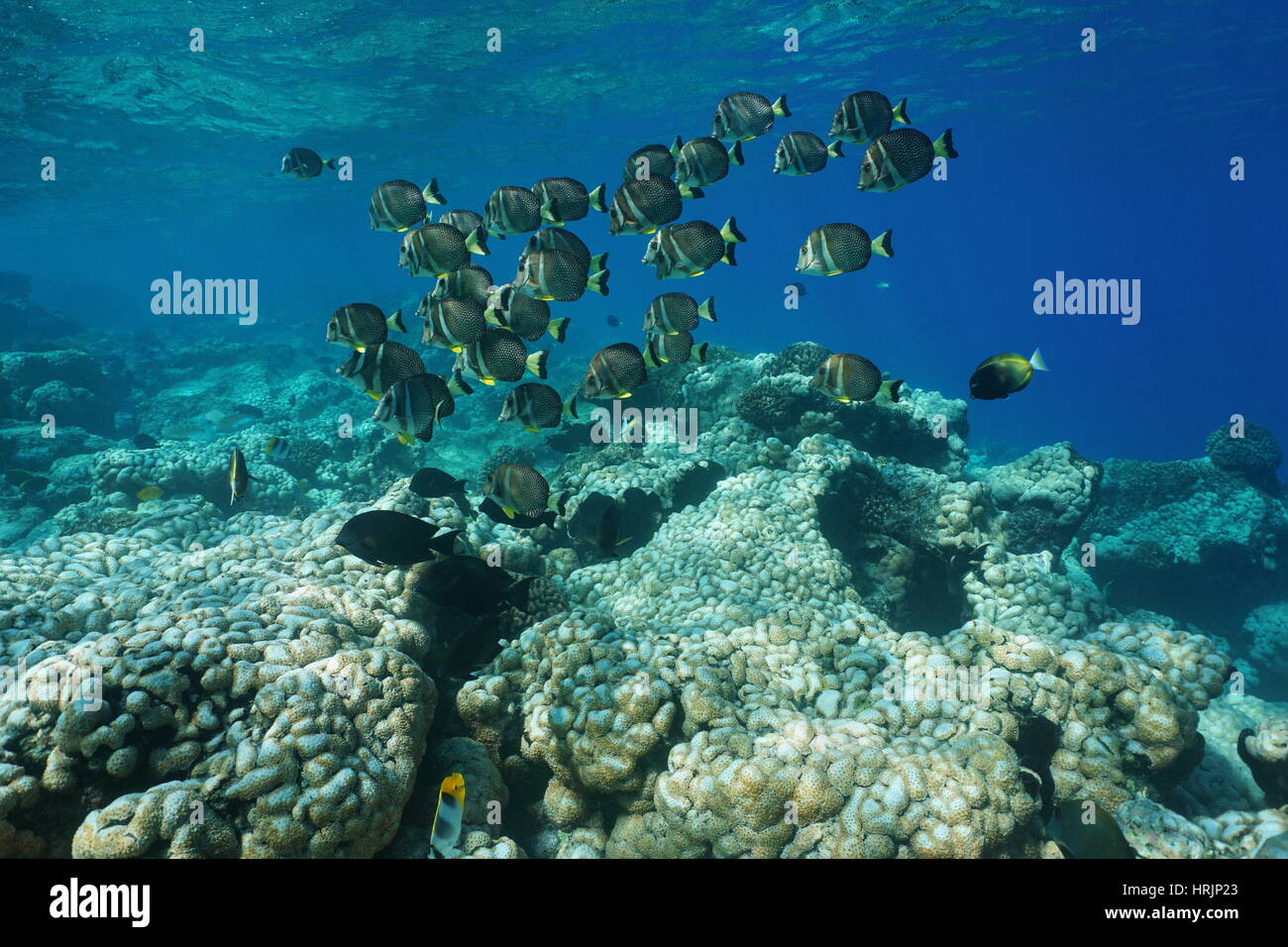 La vita subacquea una scuola di pesce whitespotted, surgeonfish Acanthurus guttatus, su una scogliera di corallo, Rangiroa, Tuamotu, oceano pacifico, Polinesia Francese Foto Stock