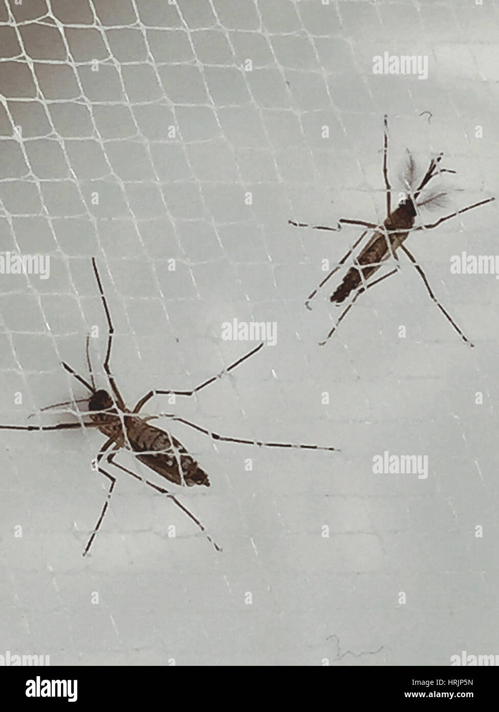 Aedes aegypti zanzare, febbre tropicale vettore Foto Stock