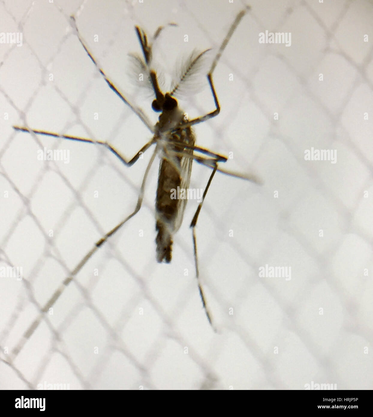 Vettore Aedes aegypti, febbre tropicale vettore Foto Stock